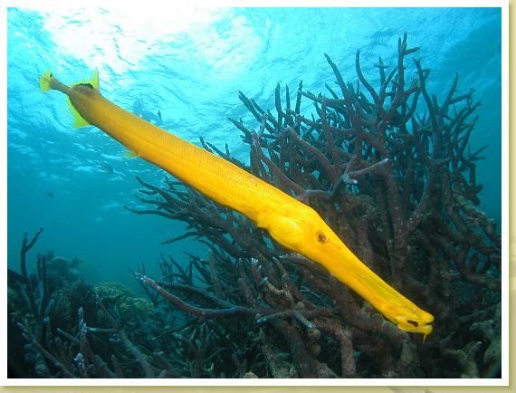230-TrumpetFish (Aulostomus chinensuis)